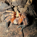 Huntsman Spider