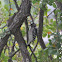 Downy Woodpecker