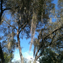 Spanish Moss