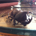 Siamese rhinoceros beetle or fighting beetle
