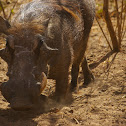 Common Warthog