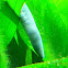Cayenne caecilian