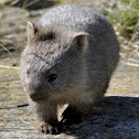 Common wombat