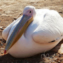 The Great White Pelican
