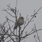 Lark Sparrow