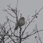Lark Sparrow
