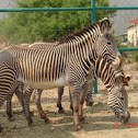 Grevy's zebra