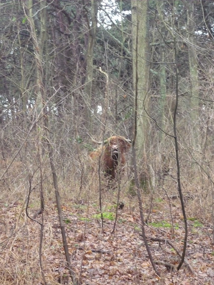 Spotting Image 1