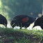 Red winged Blackbird