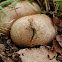 Hongo Scleroderma