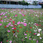 Coreopsis