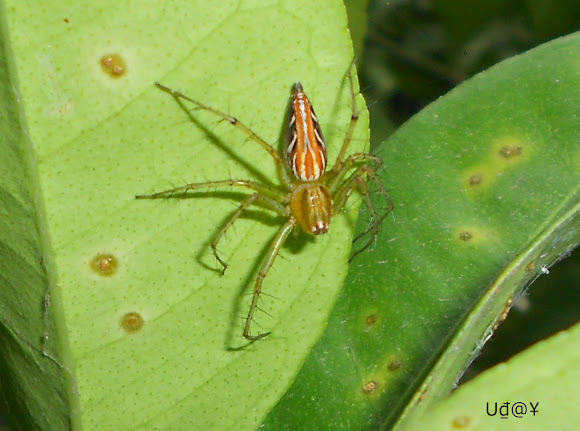 Spotting Image 1