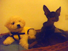 Pinscher Mini Tam 0 18 M Hem