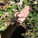 Tarantula