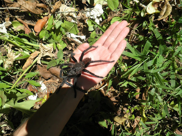 Spotting Image 1