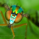 Long-legged Fly