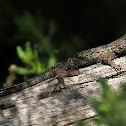 (Male) Great Basin Fence Lizard