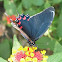 White-crescent Swallowtail