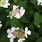 Midnight Duchess Hydrangea