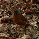 American Robin