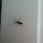 Milkweed Assassin Bug