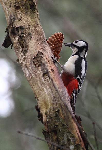 Spotting Image 1