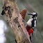 Great Spotted Woodpecker