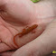 Eastern Newt