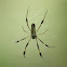 golden silk orb-weavers