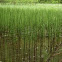 Horsetail