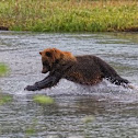 Coastal brown bear