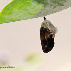 Monarch chrysalis
