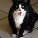 House cat