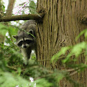 Racoon