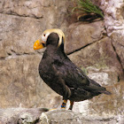 Tufted Puffin