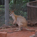 Wallaby