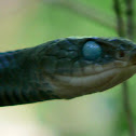 Black Racer