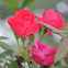 Knockout Rose - red