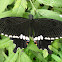 Common Mormon (Male)