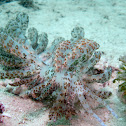Solar Panel Sea Slug