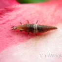 Unidentified insects