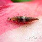 Unidentified insects