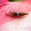 Unidentified insects