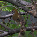 Wood Thrush