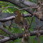 Wood Thrush