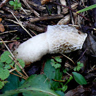 Stinkhorn