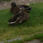 Mallard or Wild duck