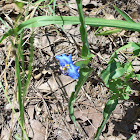Day Flower