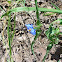 Day Flower
