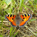 Small Tortoiseshell